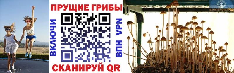 Галлюциногенные грибы Cubensis  mega как войти  Кондрово 